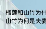 榴莲和山竹为什么是夫妻水果 榴莲和山竹为何是夫妻水果