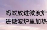 蚂蚁放进微波炉里加热会死吗 蚂蚁放进微波炉里加热会不会死