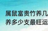 属鼠富贵竹养几支最旺运 属鼠富贵竹养多少支最旺运