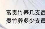 富贵竹养几支最旺运办公室 办公室富贵竹养多少支最旺运