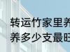 转运竹家里养几支最旺运 转运竹家里养多少支最旺运