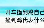 开车撞到鸡自己也摔有什么兆头 开车撞到鸡代表什么意思