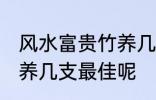 风水富贵竹养几支最旺运 风水富贵竹养几支最佳呢