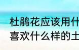 杜鹃花应该用什么样的土来养 杜鹃花喜欢什么样的土壤