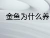 金鱼为什么养不活 金鱼为何养不活