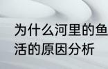 为什么河里的鱼养不活 河里的鱼养不活的原因分析