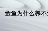 金鱼为什么养不活 金鱼为何养不活