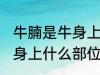 牛腩是牛身上哪个部位的肉 牛腩是牛身上什么部位