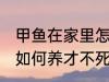 甲鱼在家里怎么养才不死 甲鱼在家里如何养才不死