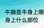 牛腩是牛身上哪个部位的肉 牛腩是牛身上什么部位