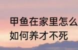 甲鱼在家里怎么养才不死 甲鱼在家里如何养才不死