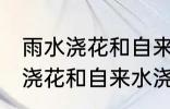 雨水浇花和自来水浇花有区别吗 雨水浇花和自来水浇花有什么区别