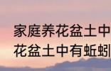 家庭养花盆土中有蚯蚓怎么办 家庭养花盆土中有蚯蚓的解决方法